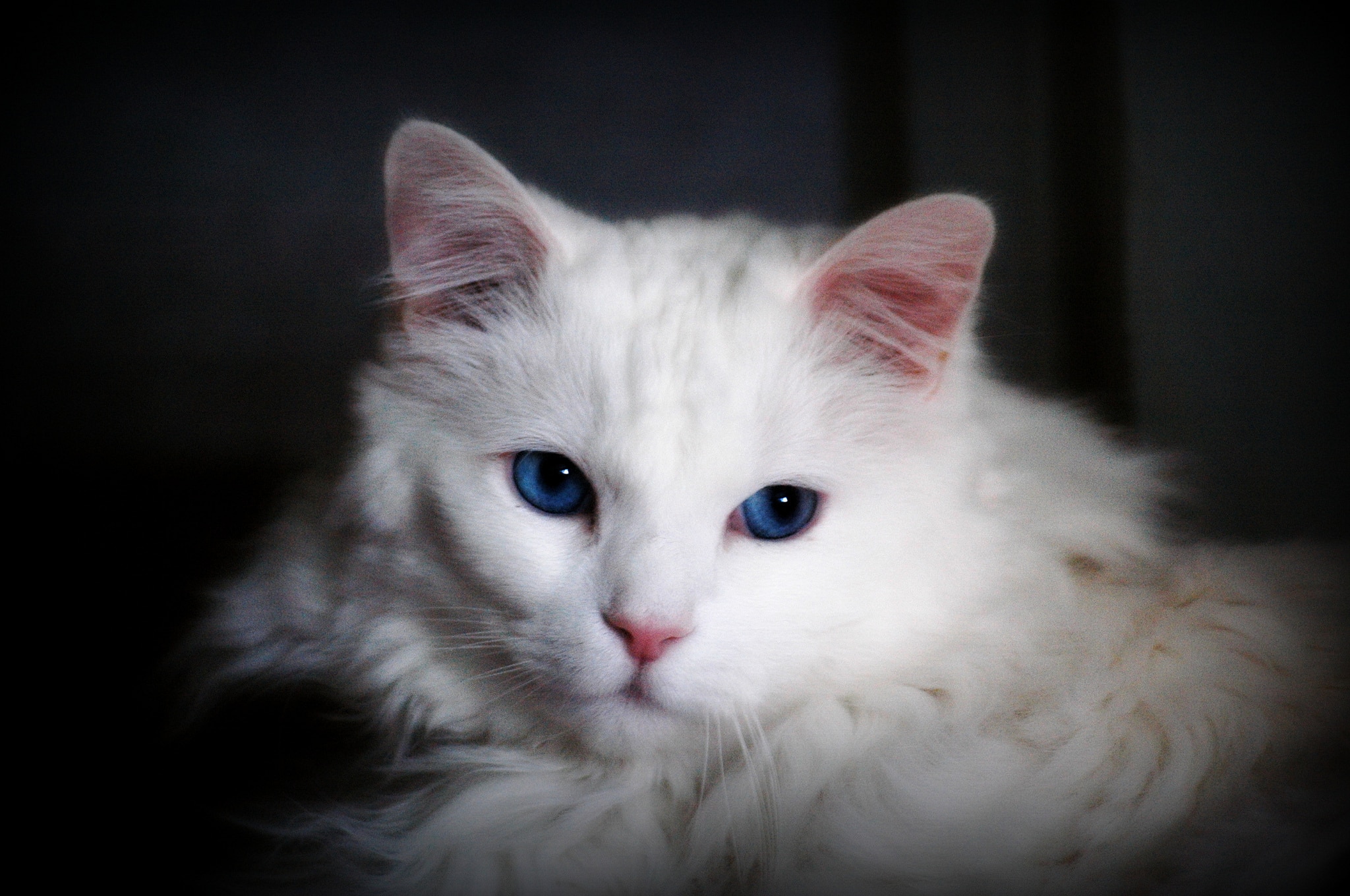 L’angora turc, un chat pas comme les autres !
