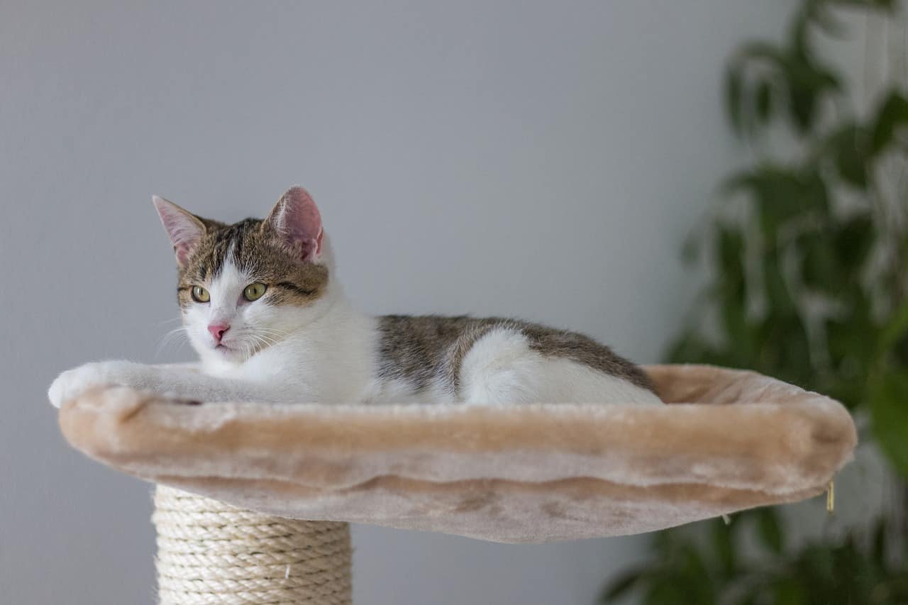 Comment choisir le meilleur arbre à chat en osier ?