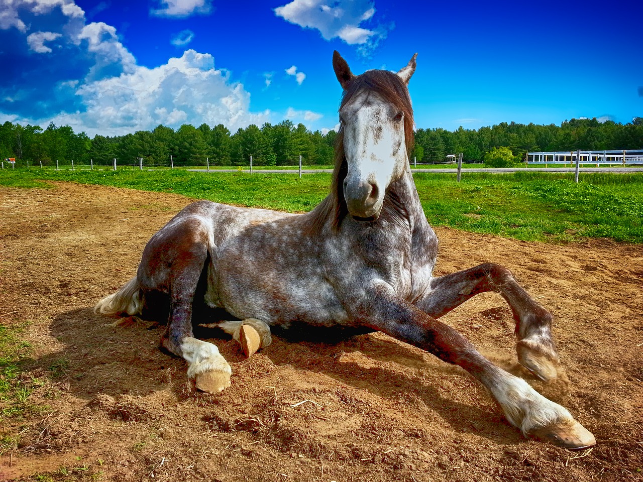 Comment s’occuper d’un cheval - Le Guide pour les débutants pour avoir son premier Cheval