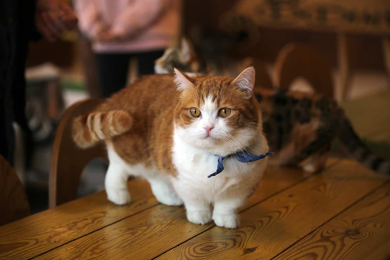 Chat Munchkin