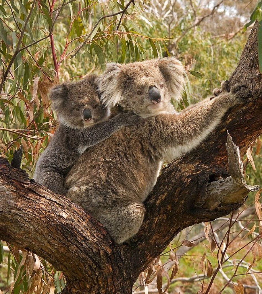 Une maman et son petit koala