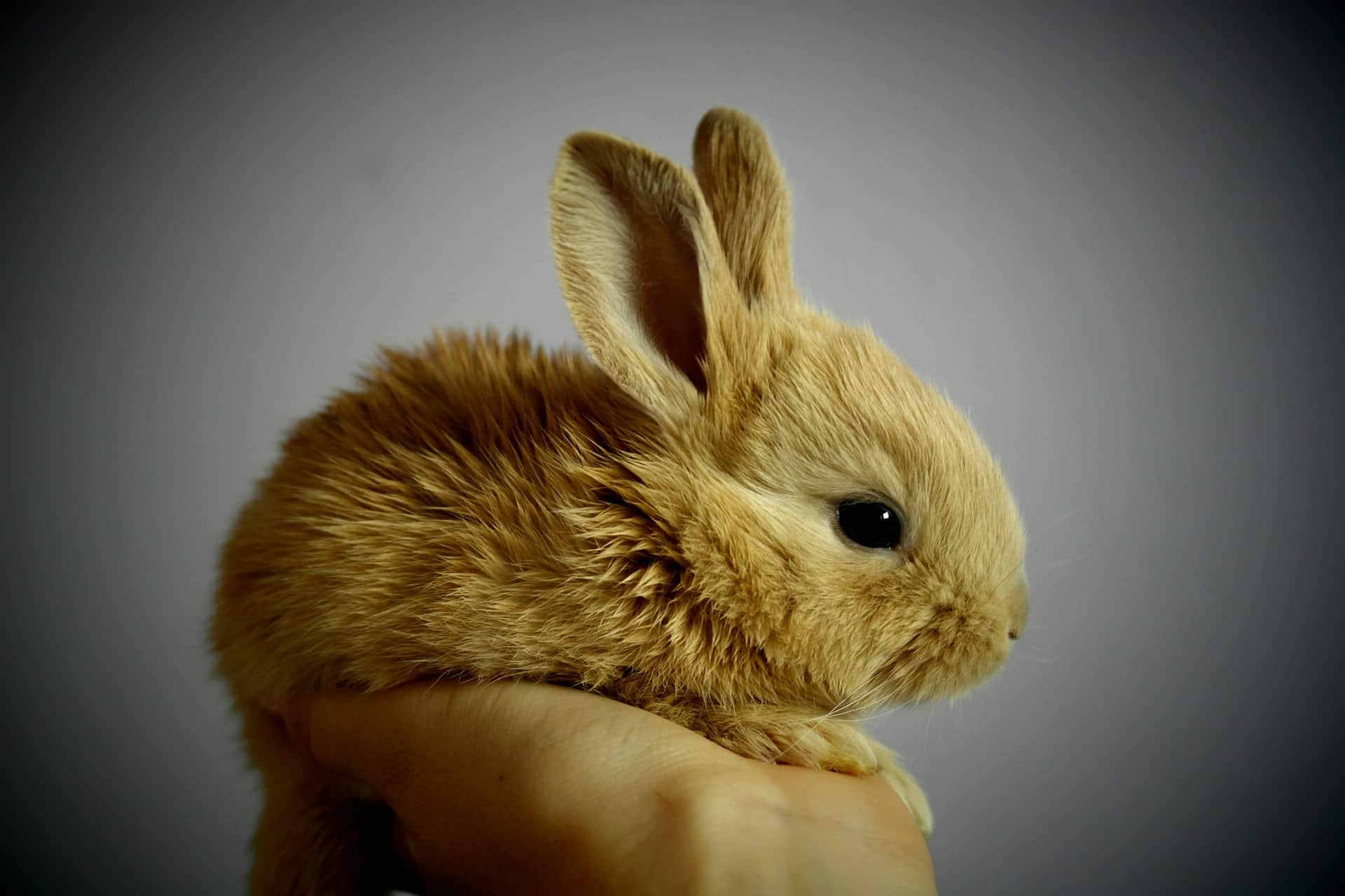 Assurance Lapin Nain 5 Conseils pour Bien Choisir Sans
