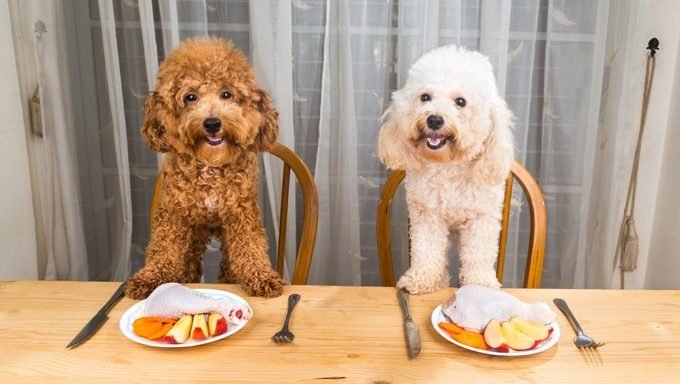 chiens à table