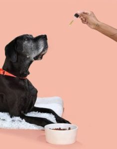 Onyx + Rose Paws A Moment