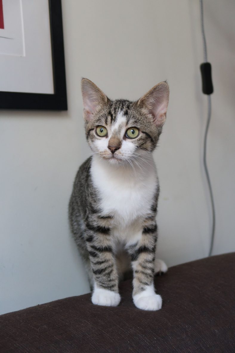Adopter Chaton Ile De France Starnimo