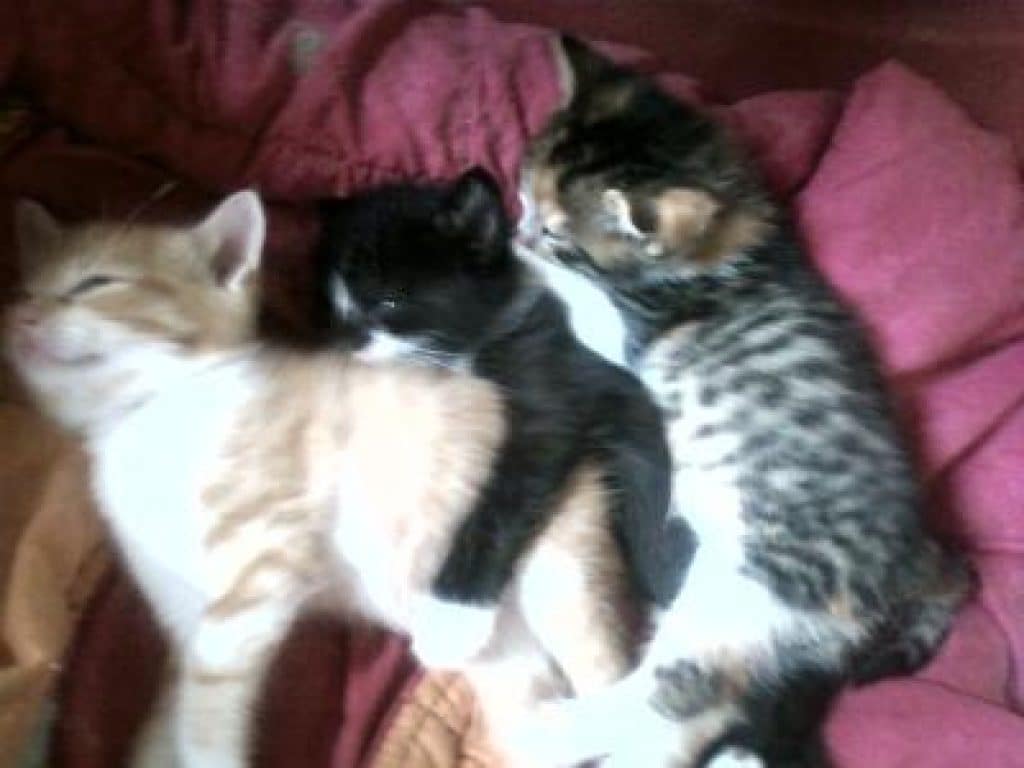 Chatons À Adopter Ile De France Thisisourland
