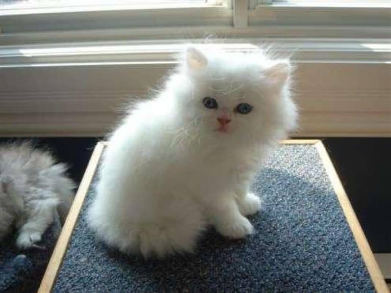 Cherche Chaton A Adopter Starnimo