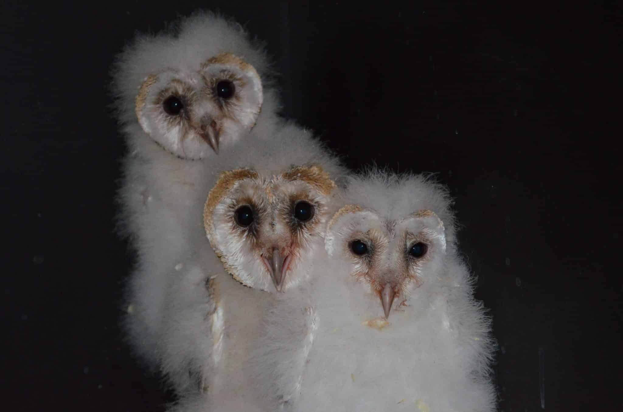 Chouette Effraie Bebe - Starnimo