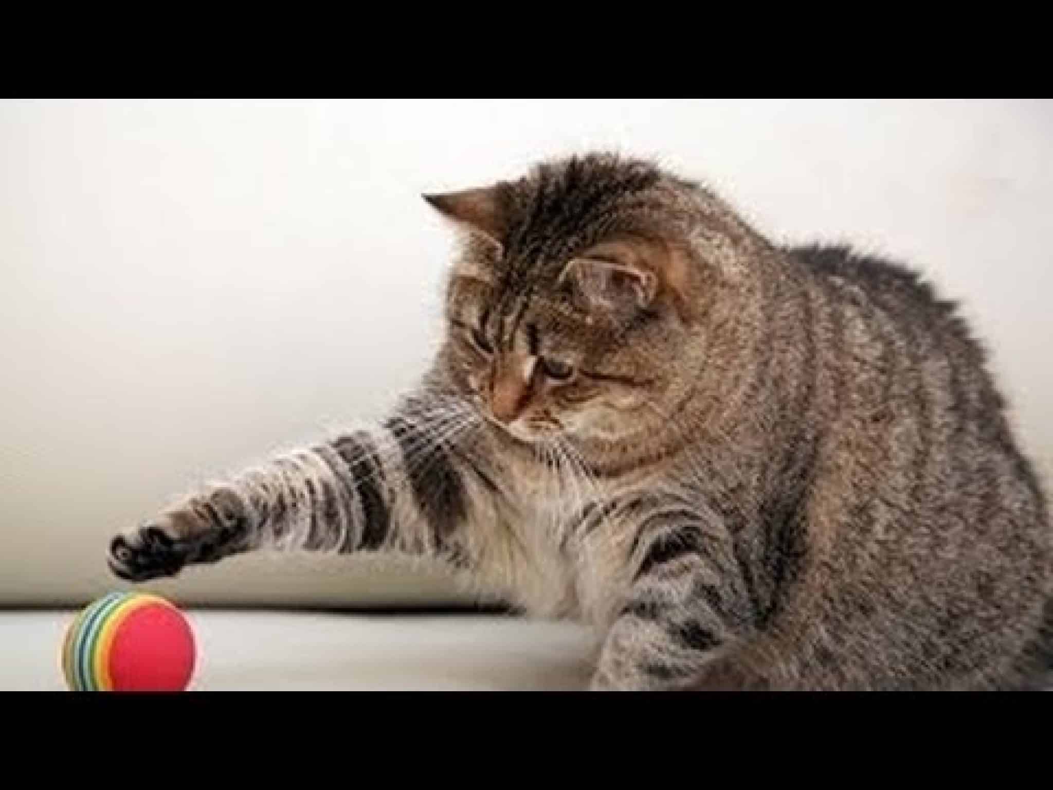 Jeux De Chaton | Starnimo