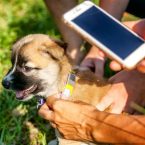 Les meilleurs colliers pour chiens intelligents