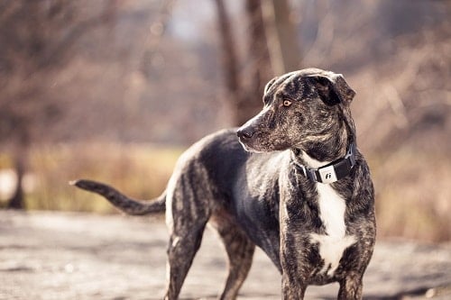 Examen du collier de chien Fi Smart