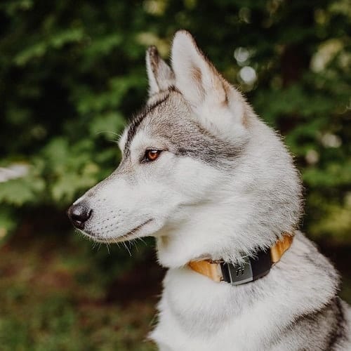 Examen du collier de chien Fi Smart