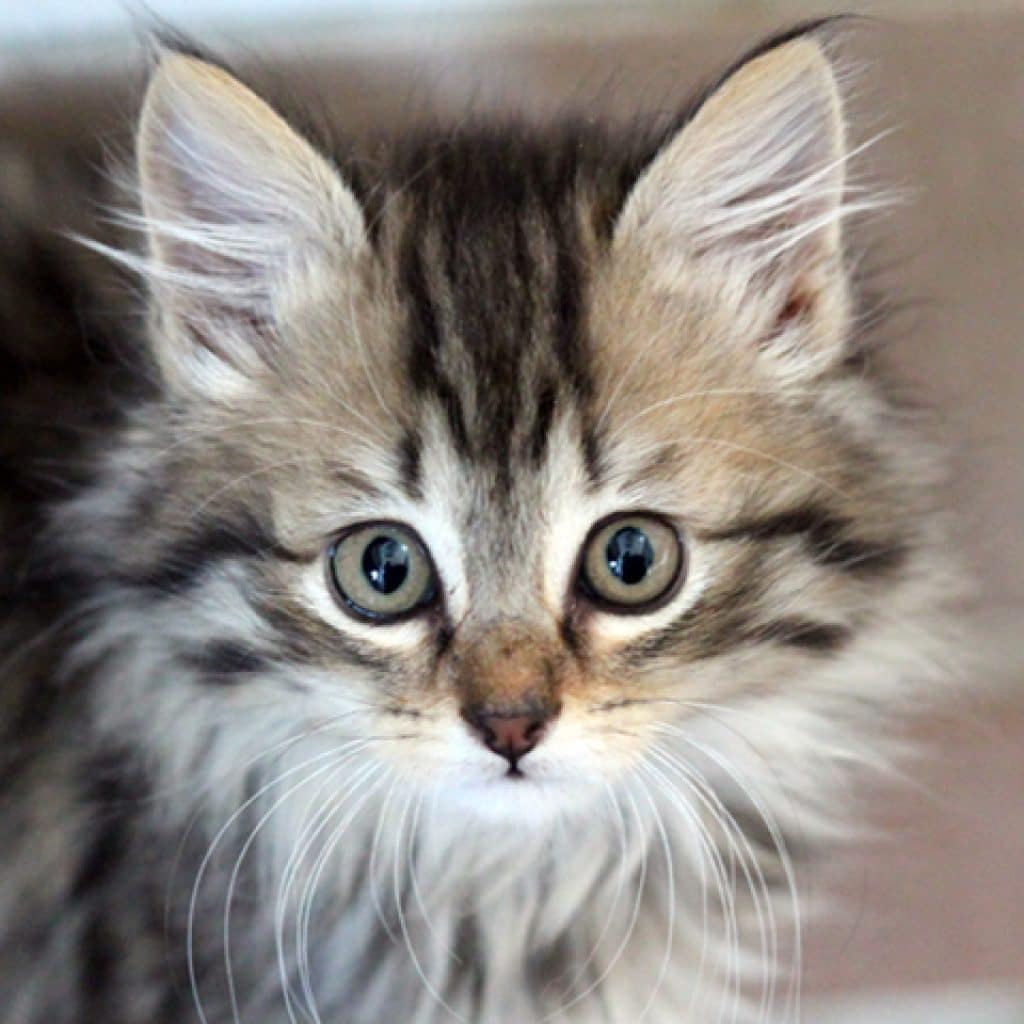 Adoption Chaton Ile De France Starnimo