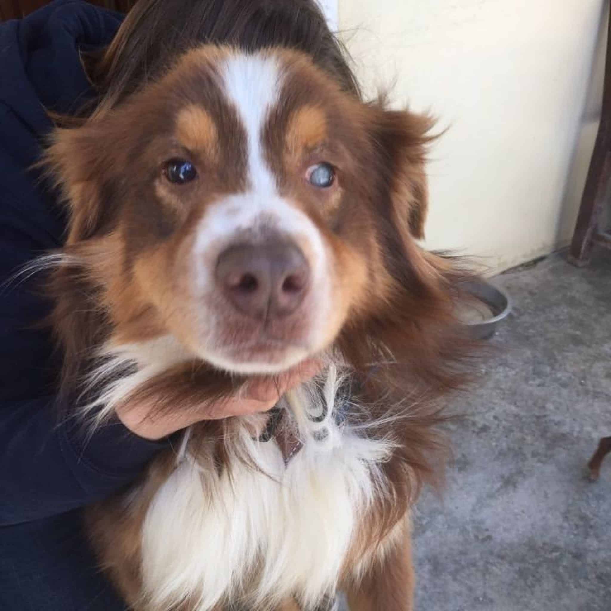Adoption Chien Paris Starnimo