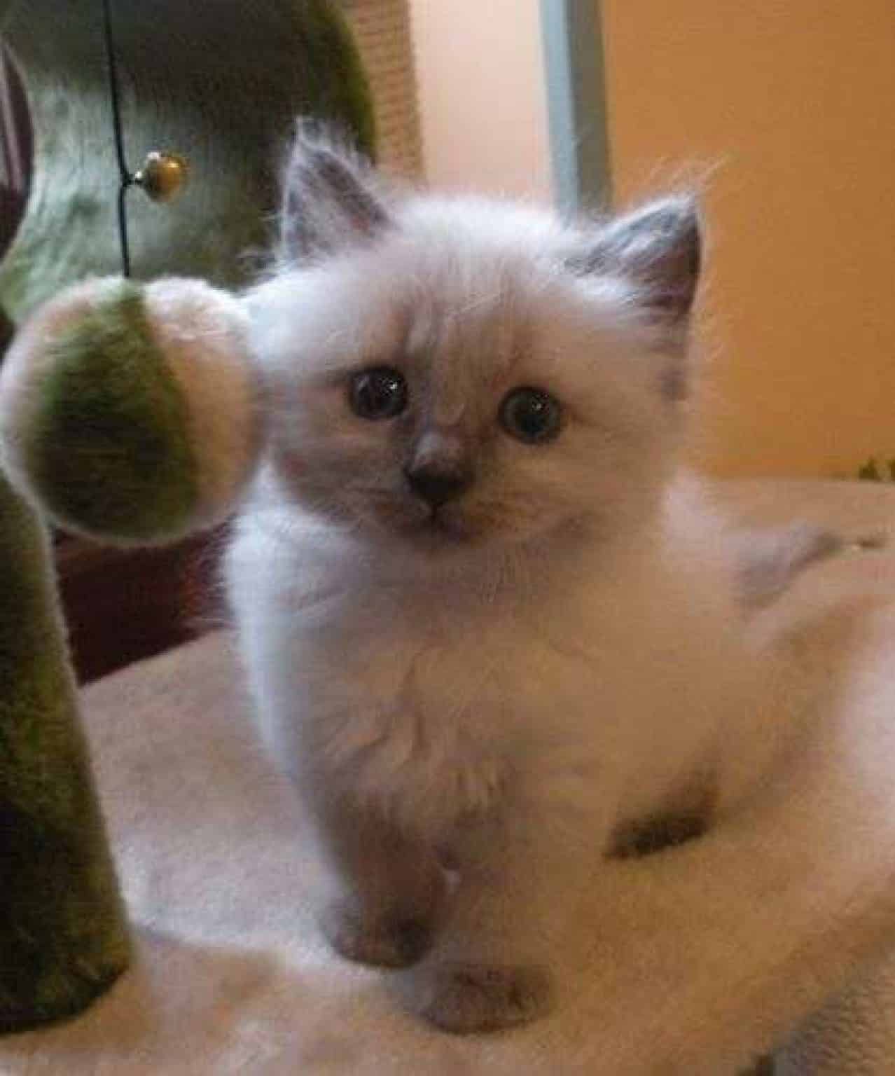 Annonce Chaton A Donner Starnimo
