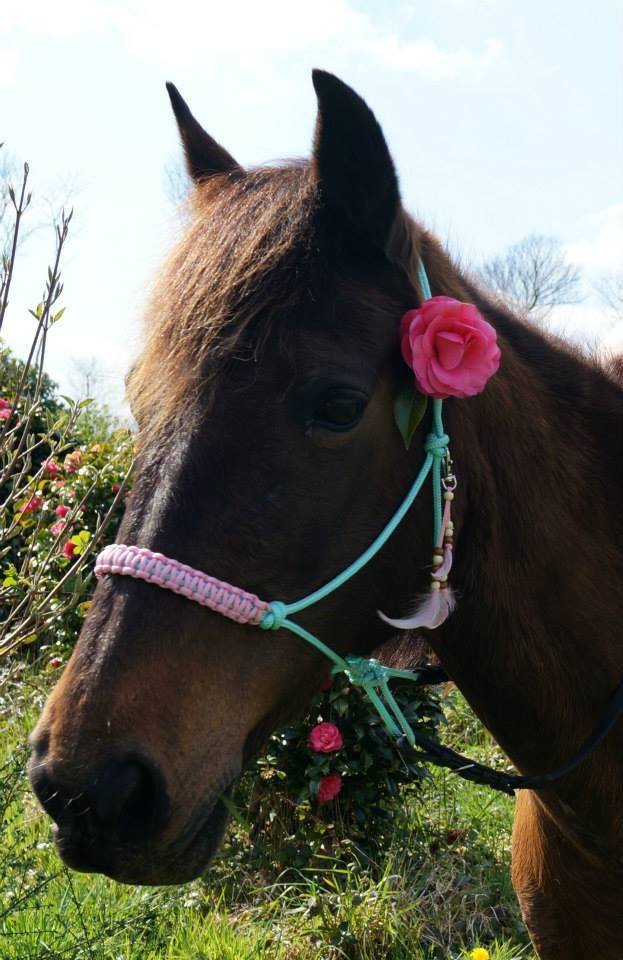 bombe cheval