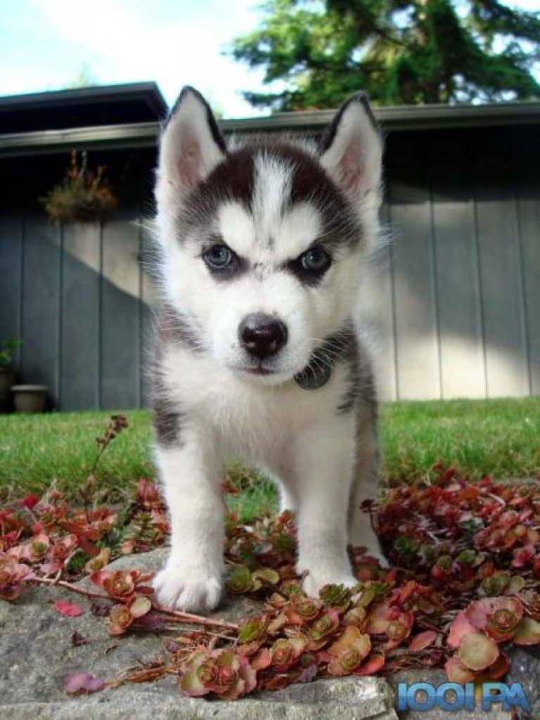 Bon Coin Chien Starnimo
