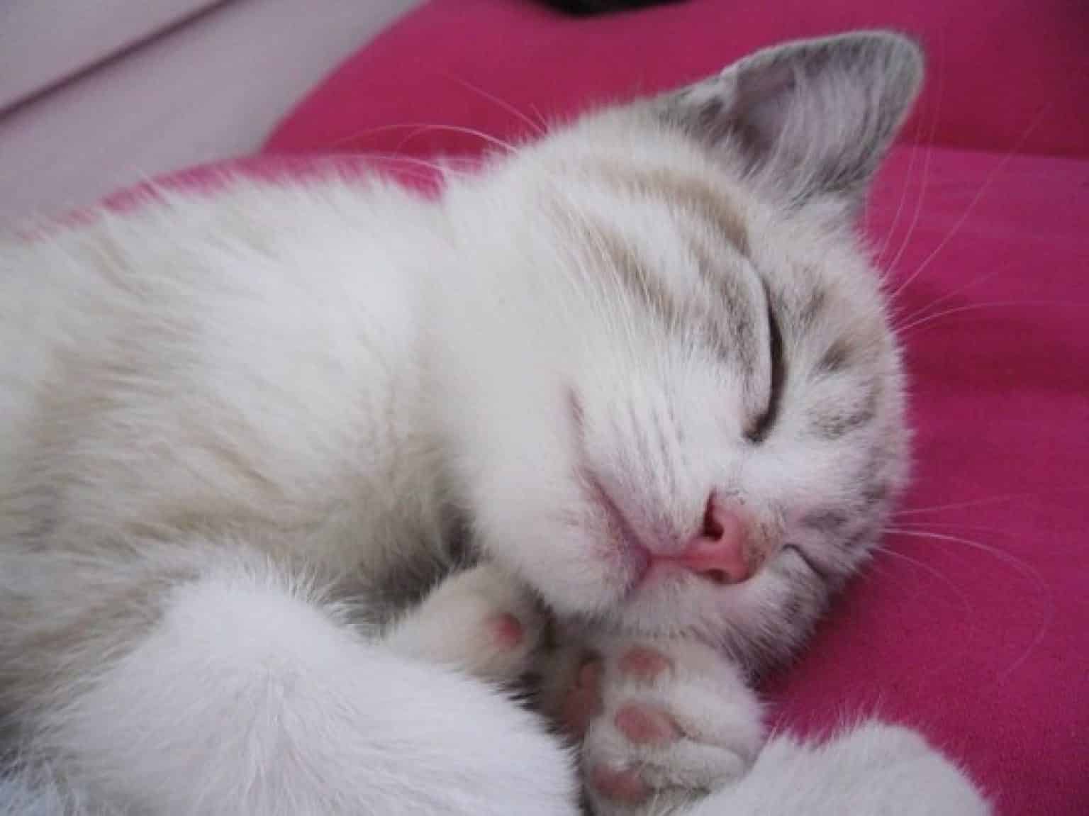 Chaton A Adopter Gratuitement Starnimo