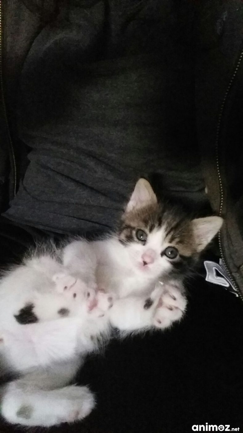 Chaton A Donner Gratuit Ile De France Starnimo