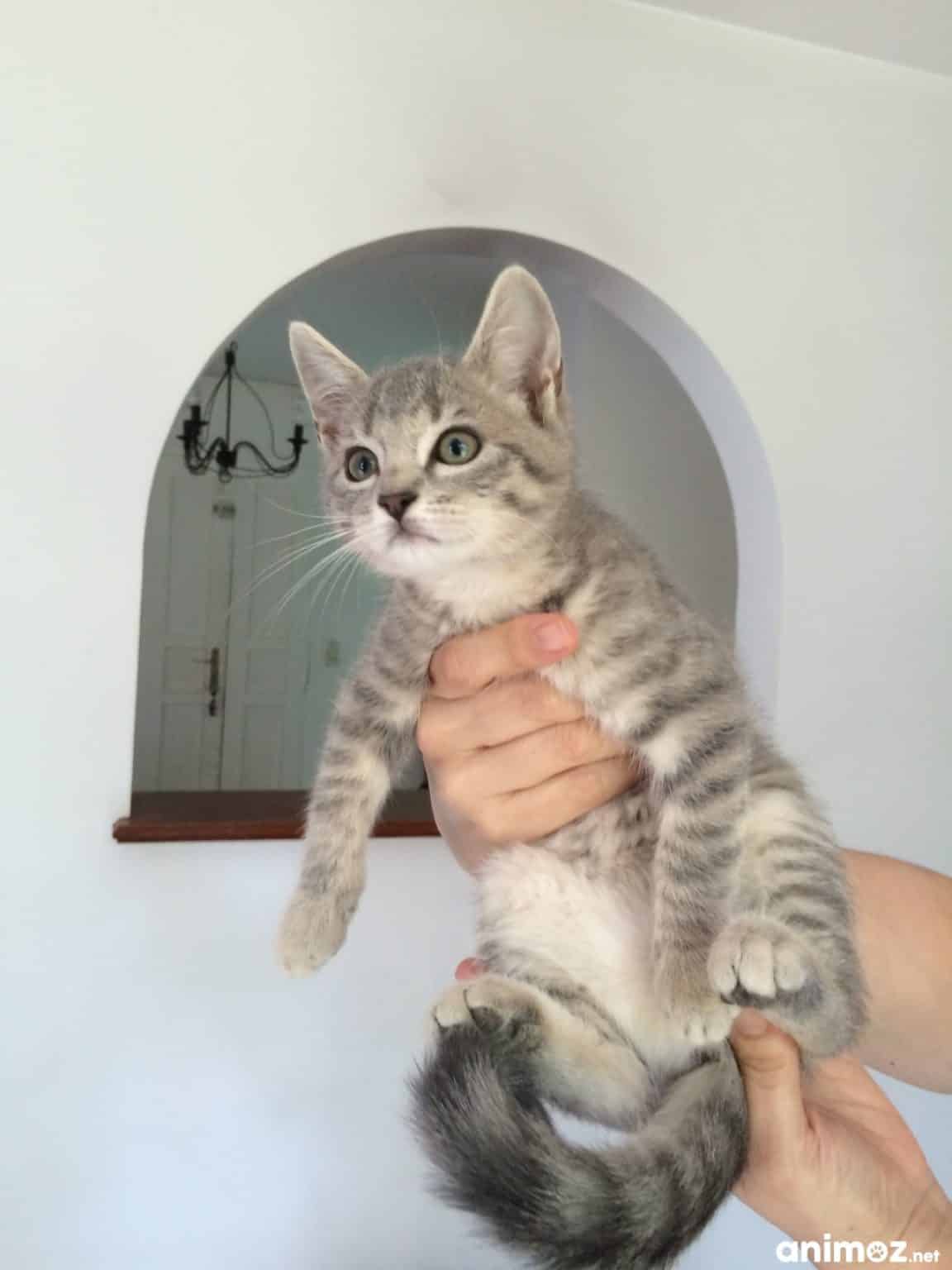 Chaton Chartreux A Donner Starnimo