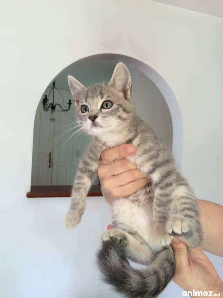 Chaton Chartreux A Donner Starnimo