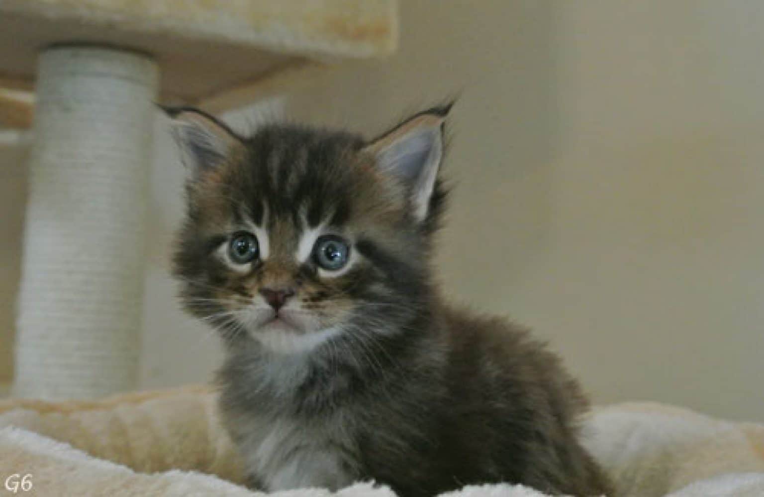Chaton Main Coon À Donner Starnimo