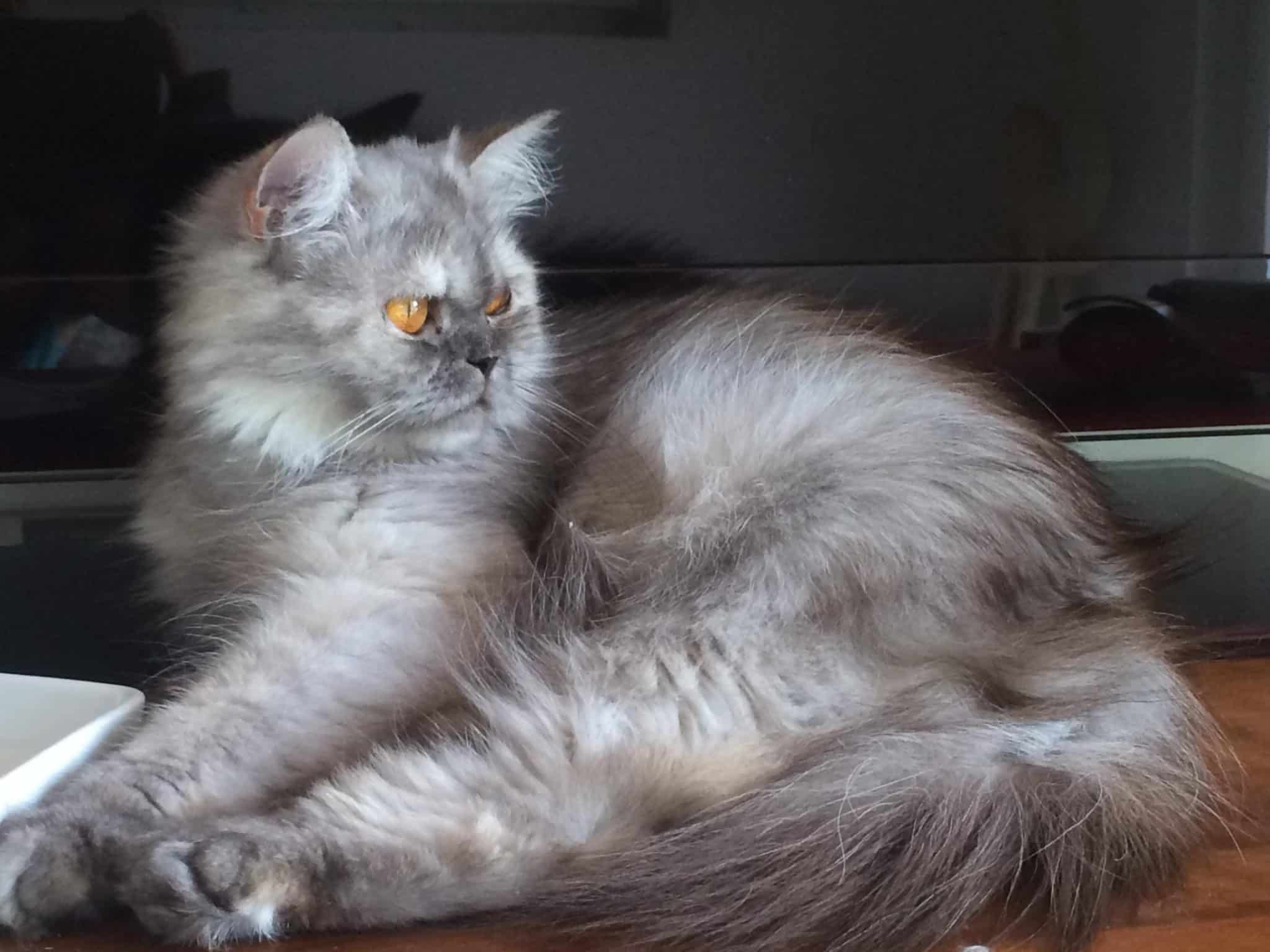 Chaton Persan A Donner Starnimo