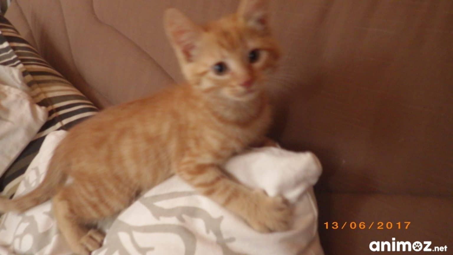 Chaton Roux A Donner Starnimo