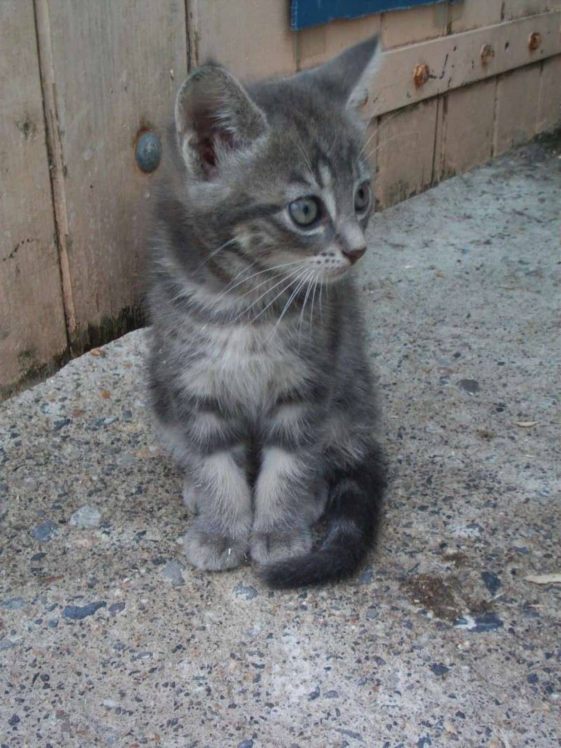 Cherche Adopter Chaton Starnimo