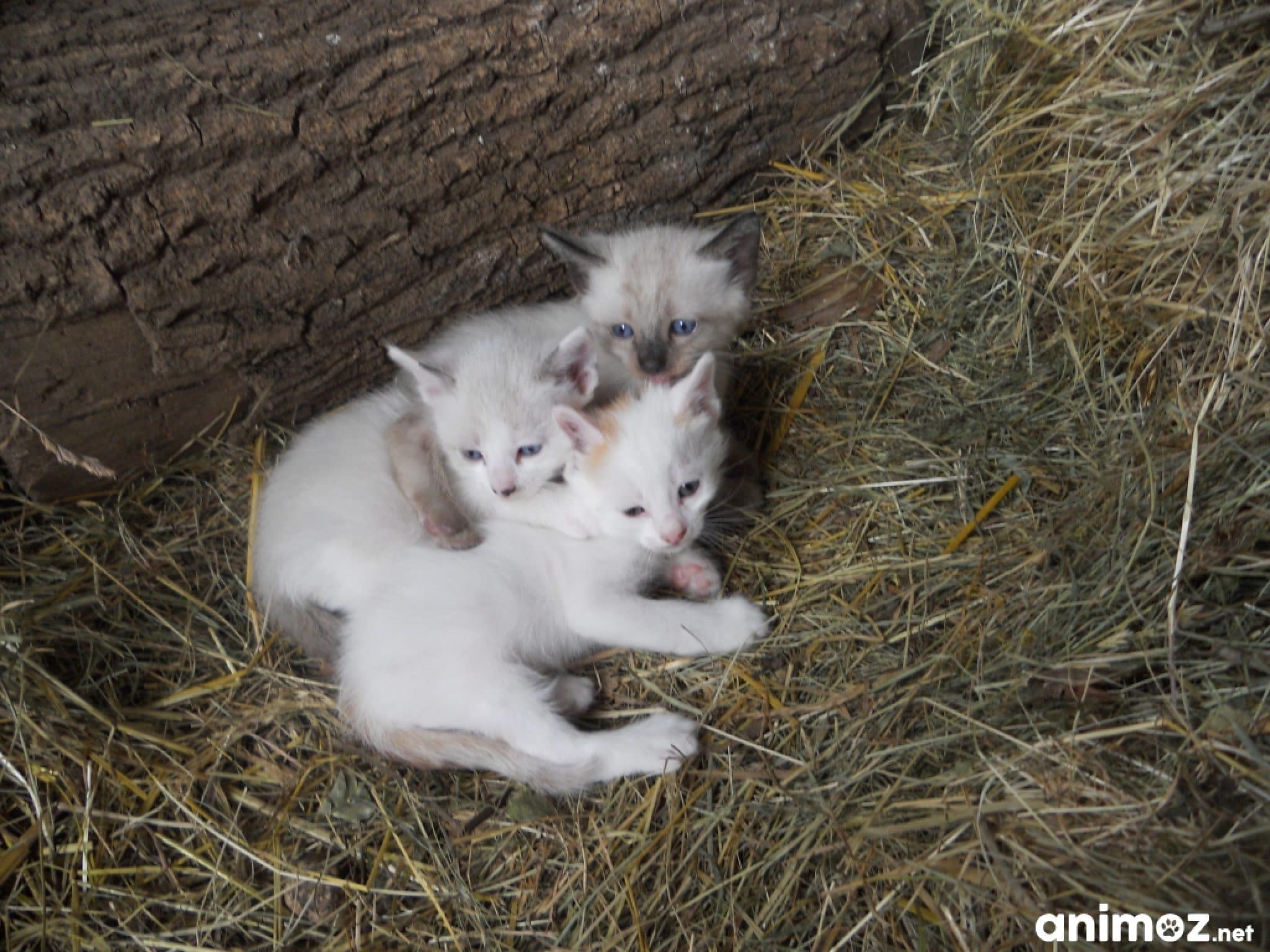 Cherche Chaton À Adopter Gratuit Starnimo
