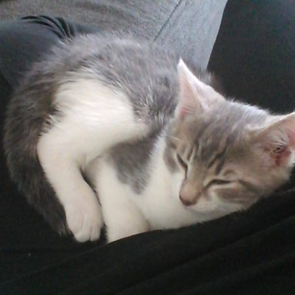Donne Chaton Contre Bon Soins Starnimo