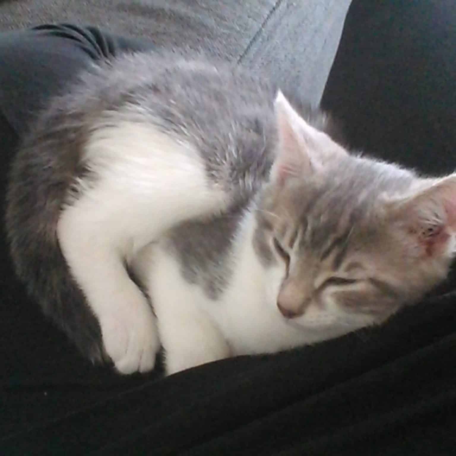 Donne Chaton Contre Bon Soins Starnimo