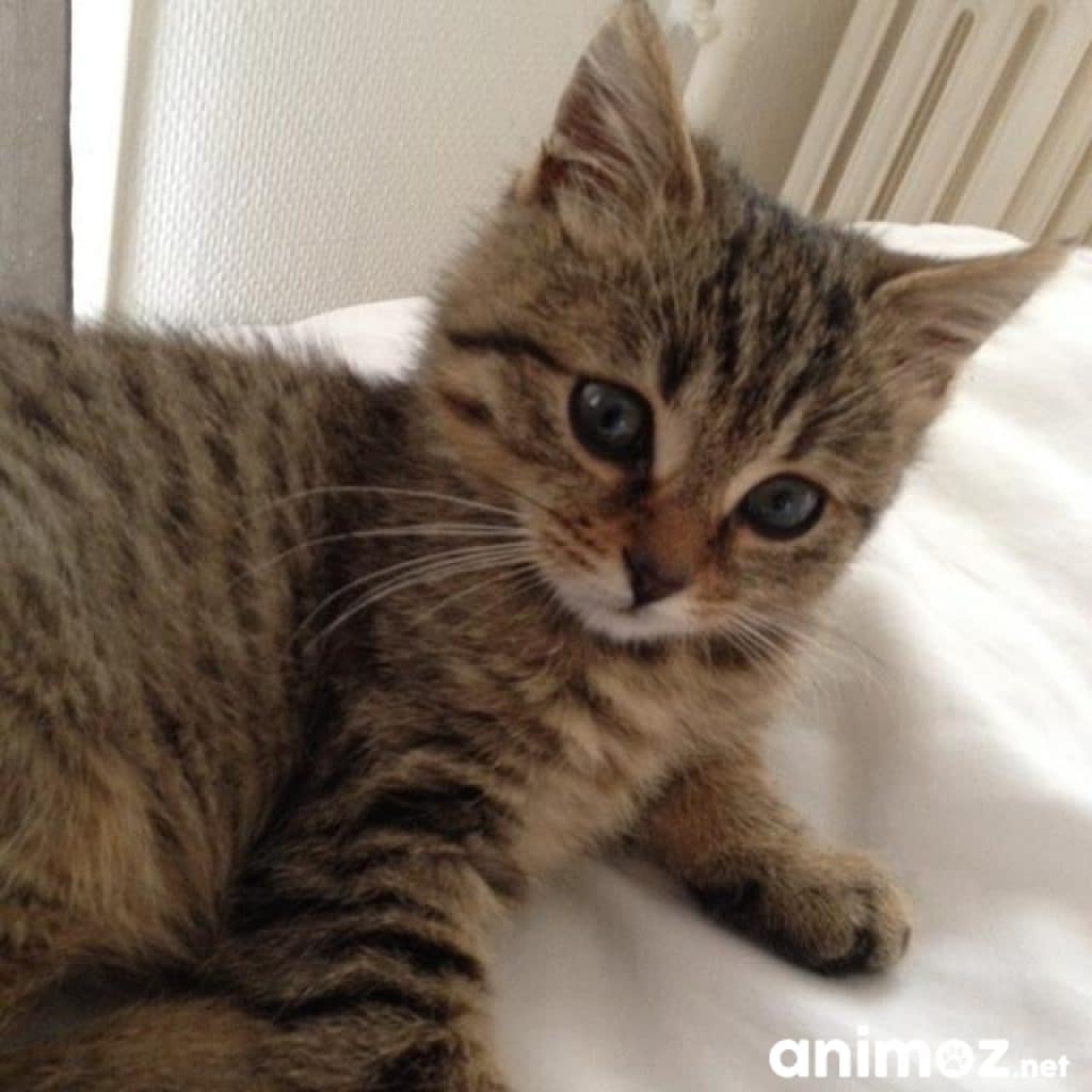 Donne Chaton Ile De France Starnimo