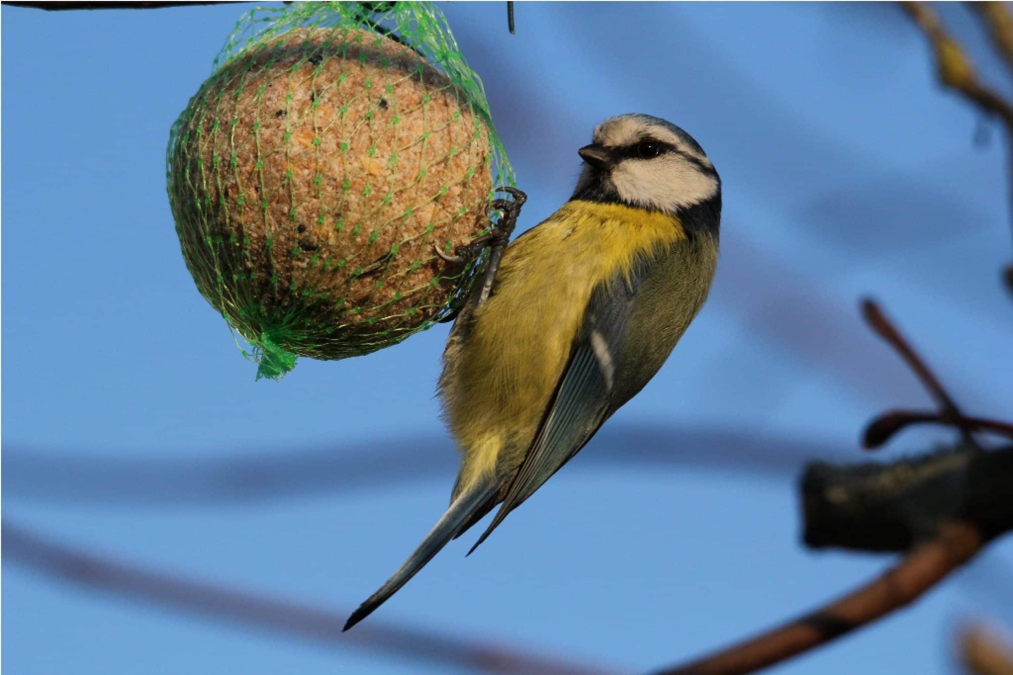 Graines Oiseaux Du Ciel Starnimo