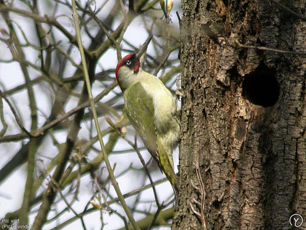 Pic Vert Oiseau Starnimo
