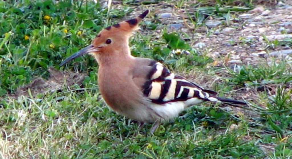Reconnaitre Oiseaux Starnimo