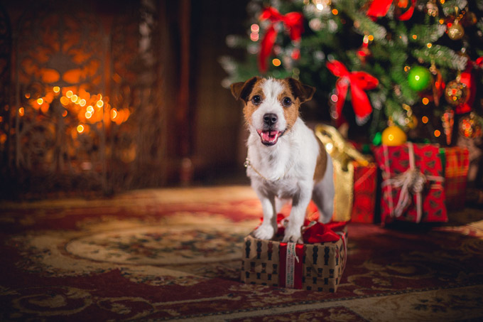 Les arbres de Noël sont pleins de dangers