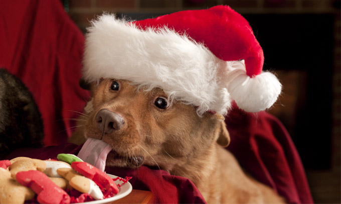 Gardez les aliments toxiques hors de portée de votre chien