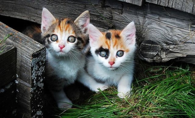 7 chatons