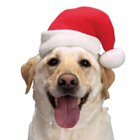 bouledogue noel