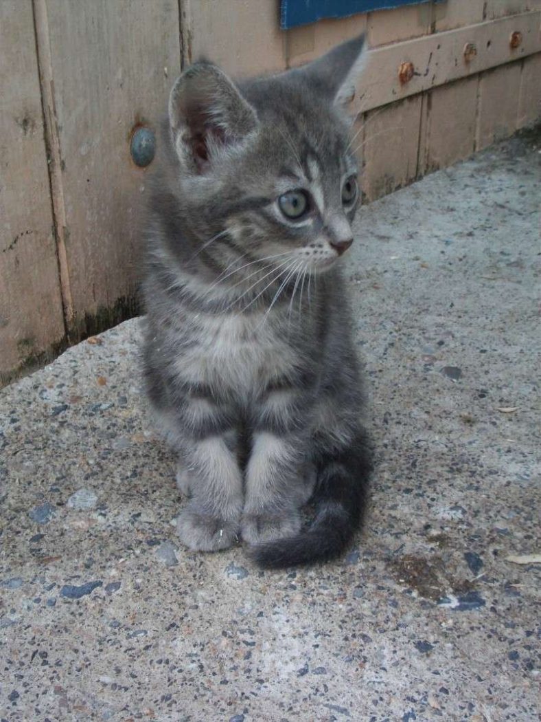 Chaton Femelle À Donner Starnimo