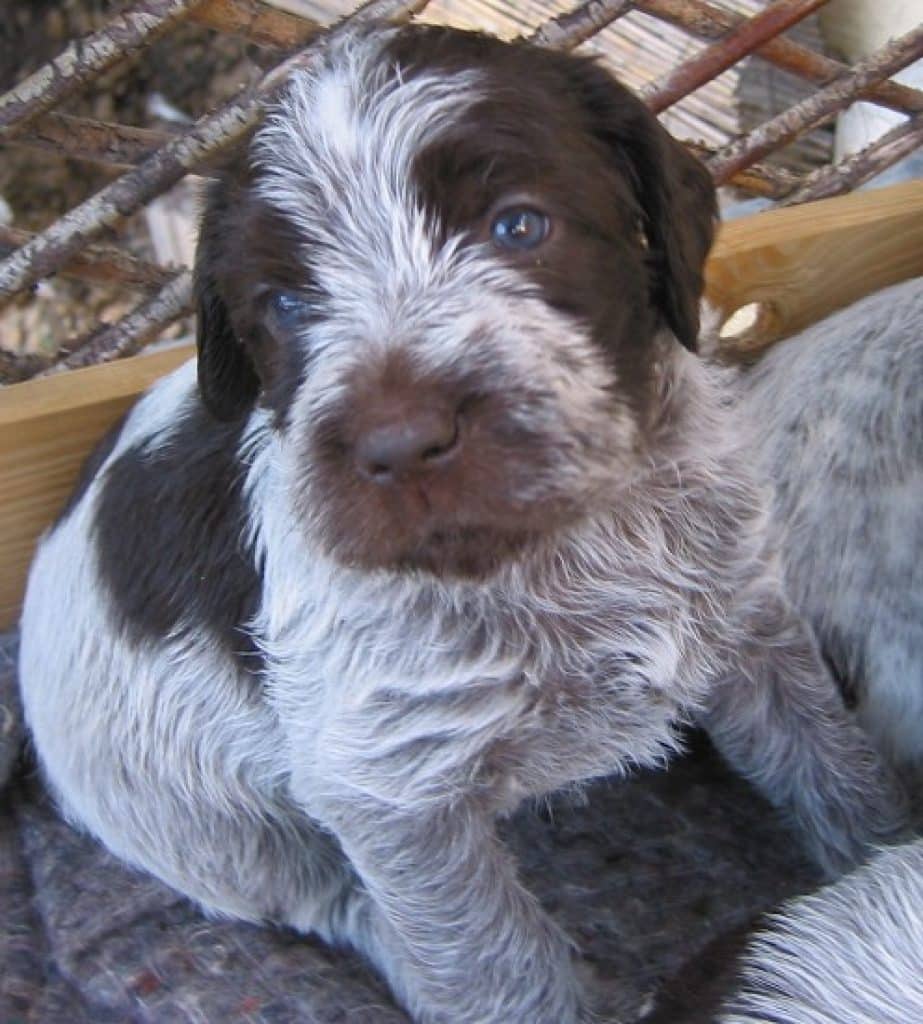 Chiot Griffon Korthal A Vendre Au Quebec Starnimo Chiot Griffon Korthal A Vendre Au Quebec Starnimo