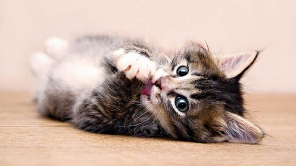 Comment Socialiser Un Chat Avec Un Chaton Starnimo