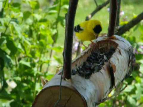 construire mangeoire oiseaux