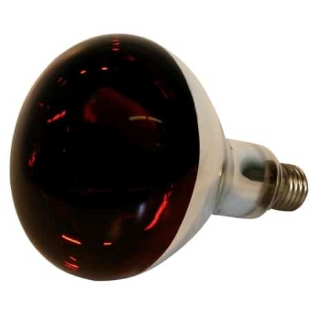 lampe infrarouge chiot