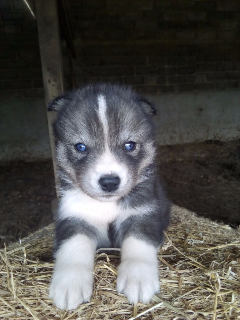 les chiens de noel 2