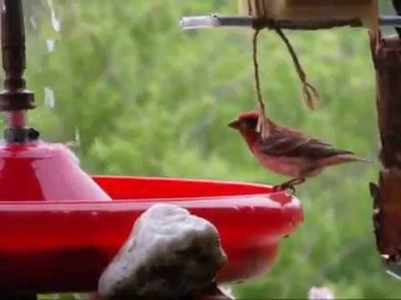 Mangeoire Oiseaux Starnimo