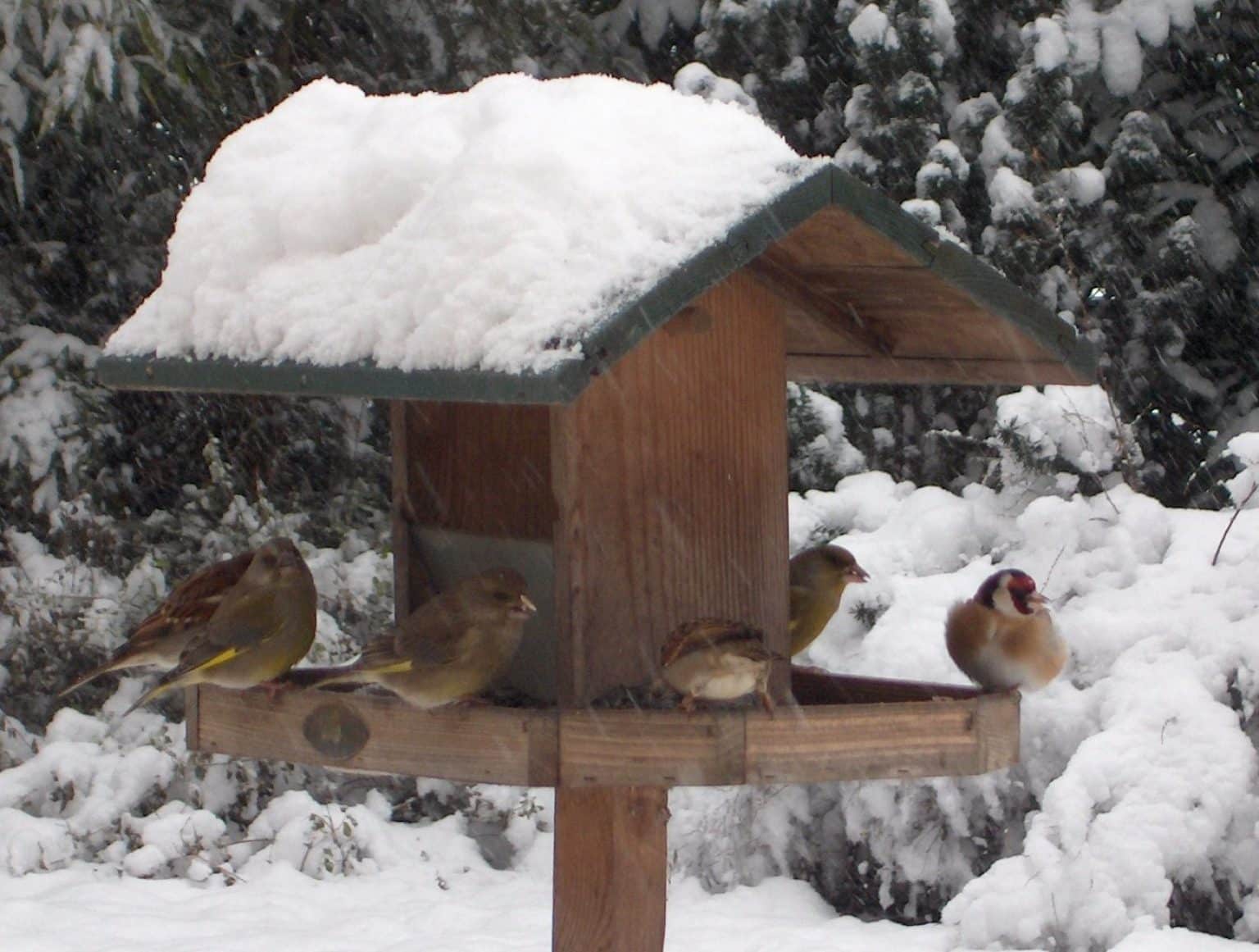 Mangeoire Sur Pied Pour Oiseaux - Starnimo