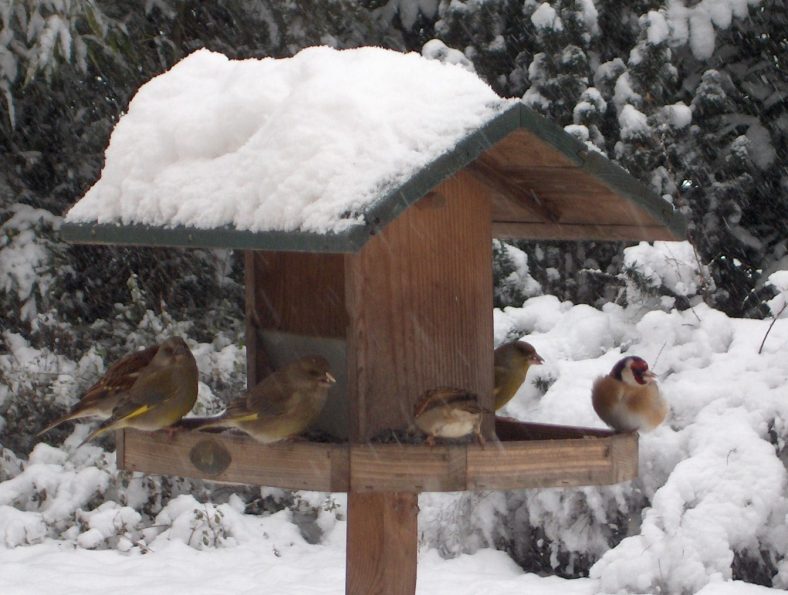Mangeoire Sur Pied Pour Oiseaux Starnimo