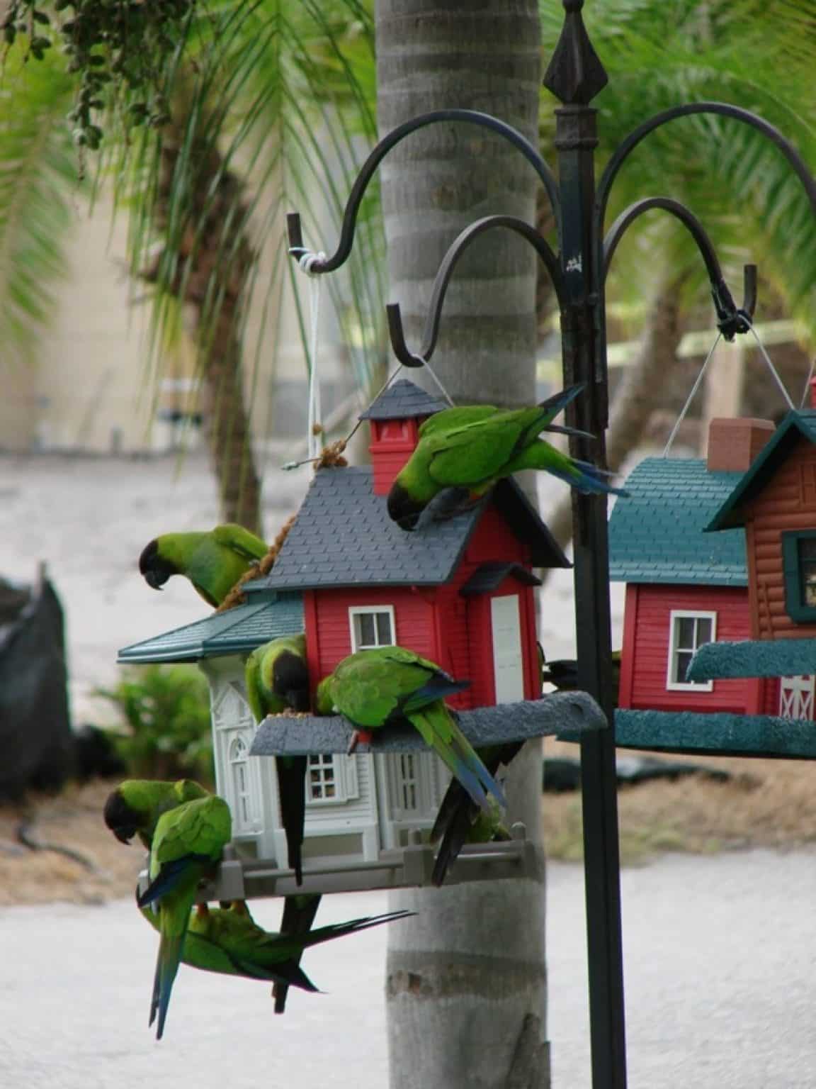 Poteau Pour Mangeoire Oiseaux Starnimo